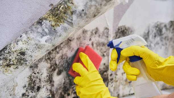 Best Commercial Mold Inspection  in Ladoga, IN